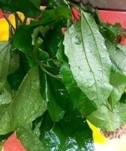 Ugu Leaves (Fluted Pumpkin)